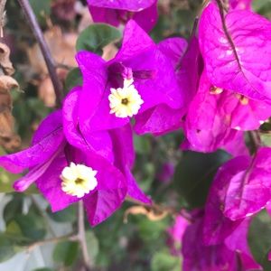 Meet your Posher, Sihomara